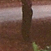 USA - Sequoia sempervirens